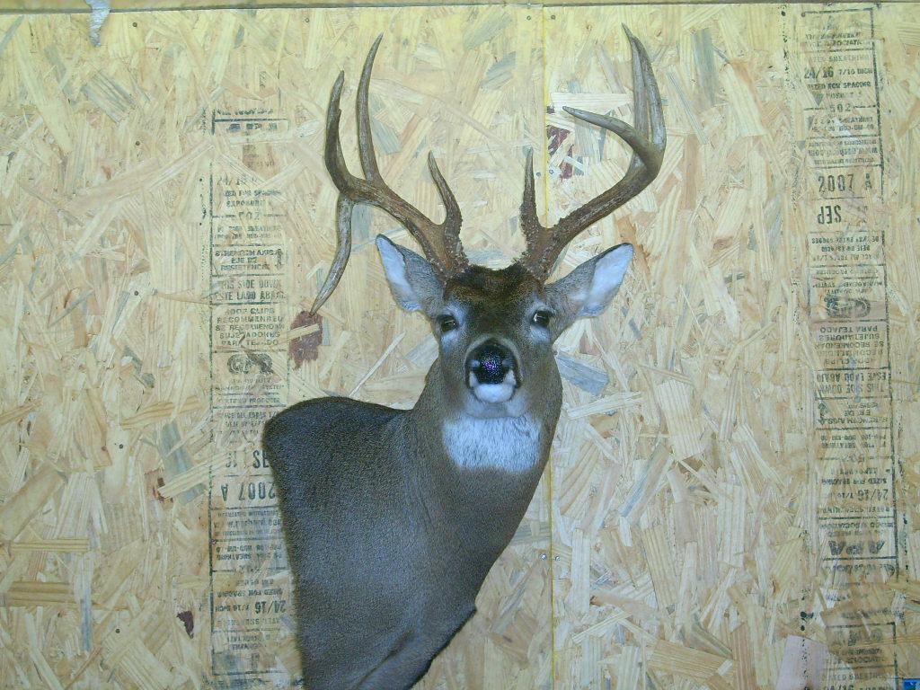 Russell's Taxidermy Vanleer TN 37181 6153067086